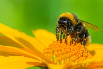 Gartenhummel auf einer Stauden-Sonnenblume
