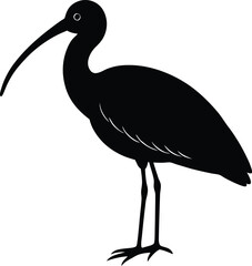 Obraz premium spoonbill bird on white background.eps