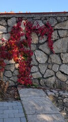 Red autumn ivy climbing on rustic stone wall
