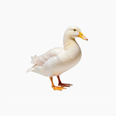 Obraz premium White Pekin Duck: A pristine white Pekin duck stands majestically, showcasing its smooth plumage and bright yellow beak against a clean background.&nbsp;