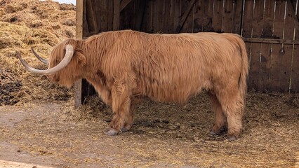 Highland cow standing in a wooden shelter on a farm