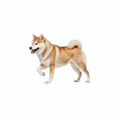 Akita Inu in Action: A majestic Akita Inu dog confidently strides forward, showcasing its distinctive features and alert posture. A display of purebred beauty and canine elegance.