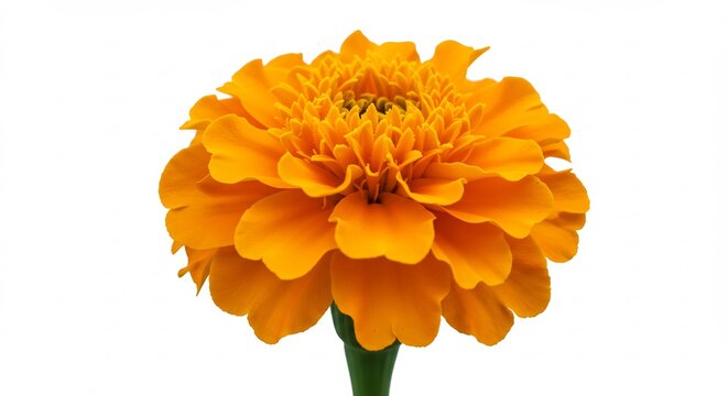 Leuchtend orange leuchtet die Blume hell vor weissem Hintergrund. AI Generated