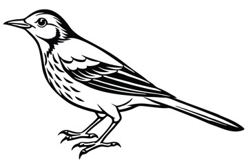 Detailed Black and White Illustration of a Small Bird Standing Perched Sideways