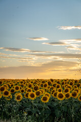 Obraz premium sunset in the field