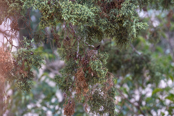 Acercamiento a nido de colibrí en rama de árbol con fondo desenfocado verde