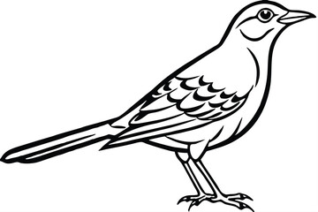 Fototapeta premium Black and White Illustration of a Standing Mockingbird with Detailed Feather Pattern