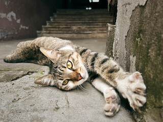 A tabby cat stretches luxuriously on a concrete surface, basking in the light with a relaxed...