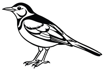 Obraz premium Detailed Black and White Illustration of a Standing Pied Wagtail Bird Profile View