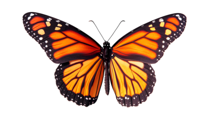 A large orange butterfly with black wings