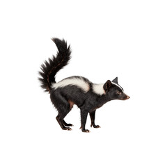 Obraz premium Alert Skunk: A black and white striped skunk stands poised and alert, tail arched, and ready. Witnessing its natural grace and distinctive markings in a classic wildlife moment.