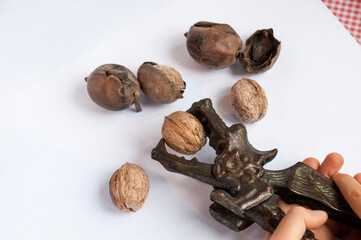 Close view of metal nutcracker dragon with walnut in kid's hands with background with inshell walnuts and skins