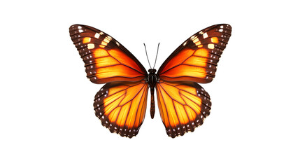 Obraz premium A large orange butterfly with black spots