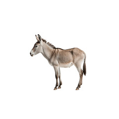 Fototapeta premium Miniature Donkey Profile: A charming miniature donkey, standing in profile view, showcases its soft, light brown coat and distinctive features against a clean background.