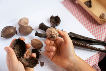 Top view of children's hands holding inshell walnut and it's skin with background view of more...