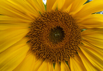 sunflower close up