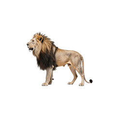 Fototapeta premium Majestic Lion Portrait: A powerful male lion stands proud, showcasing its impressive mane and regal posture, a testament to the raw power of the African wilderness.