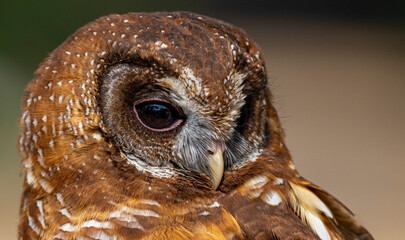close up of an owl