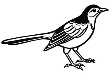 Black and White Pied Wagtail Bird Illustration with Long Tail and Legs Outline