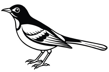Detailed Black and White Illustration of a Standing Magpie with Intricate Feather Details