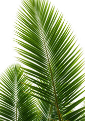 Single palm leaf isolated on transparent background