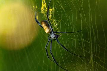 spider on the web
