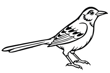 Detailed Line Art Illustration of a LongTailed Bird Perched on Its Feet