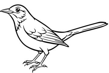 Detailed Black and White Line Art Depiction of a Standing Northern Mockingbird