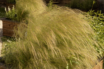 Graminée Stipa tenuissima	