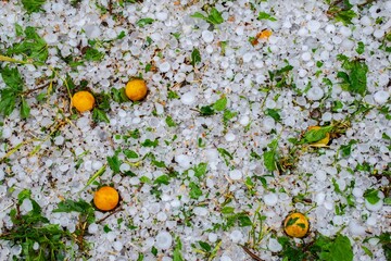 Hail-damaged yellow plums on the ground covered in ice and leaves after a summer storm. Useful for weather, agriculture, insurance, and editorial purposes.