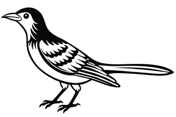 Monochrome Illustration of a Standing Oriental MagpieRobin Bird with Detailed Feathering and Outline