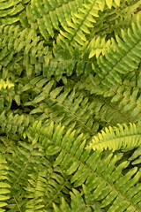 Feuillage de fougère