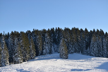 The magic winter in Cansiglio