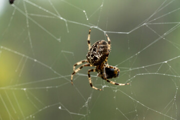 A spider is sitting on a web