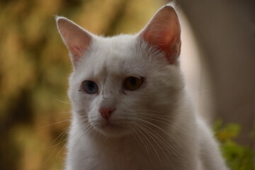 White Cat