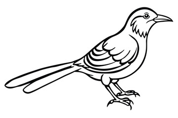 Line Art Illustration of a Standing Northern Mockingbird with a Long Tail
