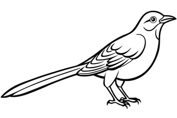 Elegant Mockingbird Illustration with Fine Lines, Detailed Feathers, and Striking Tail Features