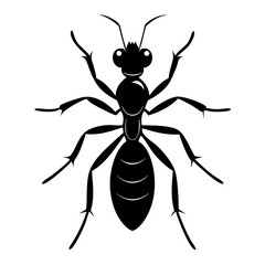 vector illustration of a black spider