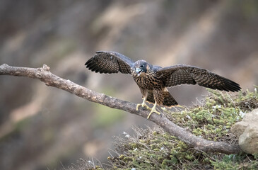 Juvenile peregrine falcon first flight - learning to fly - over the pacific ocean near Los Angeles