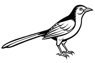 Striking Black and White Illustration of a Magpie with Long Tail Feathers
