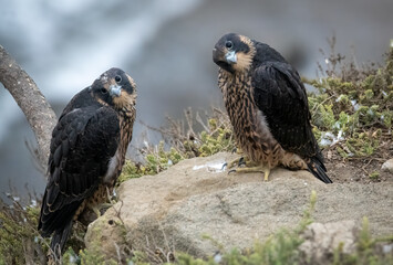 Fototapeta premium Two peregrine falcon sibling chicks looking weird over the pacific ocean