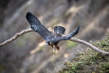 Juvenile peregrine falcon first flight - learning to fly - over the pacific ocean near Los Angeles