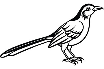 Detailed Black and White Line Art Illustration of a Mockingbird in Profile View