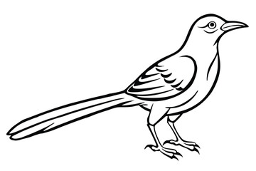 Isolated Line Art of a Mockingbird Detailed Outline, Standing Profile View