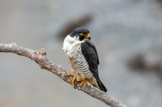 Peregrine falcon adult male perched on a bare branch over the pacific ocean near Los Angeles