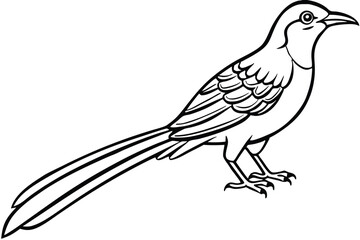 Detailed Line Art of a Northern Mockingbird with Long Tail Feathers Displayed