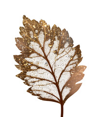 Fototapeta premium Golden Veins and Dewdrops on Delicate Leaf, Isolated on Transparent Background with Soft Brown Gradient