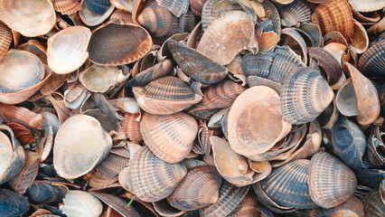 Pile of shells with some of them being brown and some of them being blue. The shells are scattered...