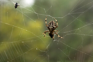 A spider is sitting on a web
