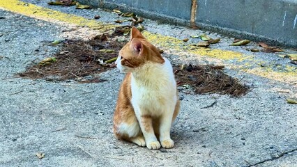 A delightful ginger cat sits peacefully on the pavement, comfortably surrounded by colorful leaves...